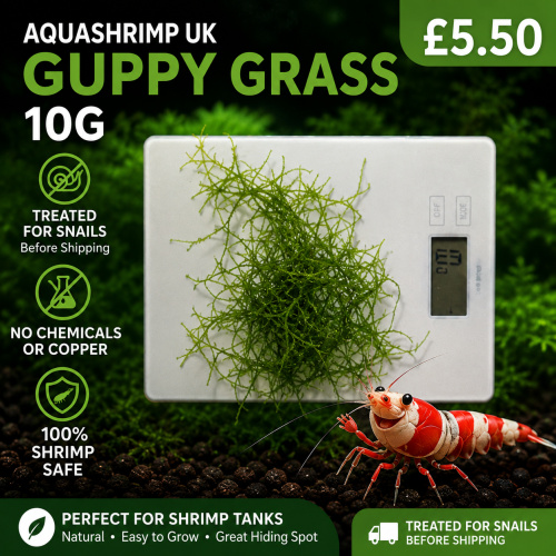 GUPPY GRASS 10G - NAJAS TROPICAL OXYGENATING HEALTHY AQUARIUM PLANTS SHRIMP SAFE