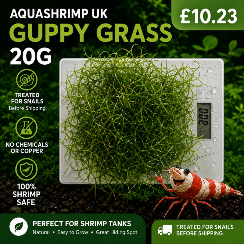 GUPPY GRASS 20G - NAJAS TROPICAL OXYGENATING HEALTHY AQUARIUM PLANTS SHRIMP SAFE