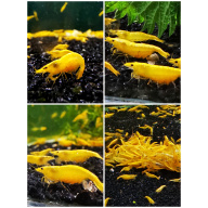 10 X YELLOW Neocaridina Freshwater aquarium shrimp Size approx 1.5 - 2.0 PLUS 2 EXTRA (DOA)