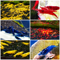10 X NEOCARIDINA SHRIMP MIX OF COLORS Freshwater aquarium shrimp Size approx 1.5 - 2.0 PLUS 2 EXTRA (DOA)