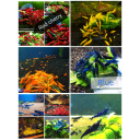 20 X NEOCARIDINA SHRIMP MIX OF COLORS Freshwater aquarium shrimp Size approx 1.5 - 2.0 PLUS 4 EXTRA (DOA)