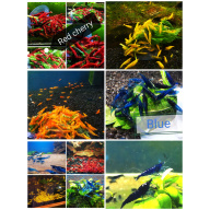 20 X NEOCARIDINA SHRIMP MIX OF COLORS Freshwater aquarium shrimp Size approx 1.5 - 2.0 PLUS 4 EXTRA (DOA)