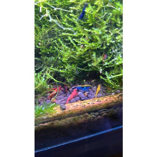 Skittles x25 Neocaridina, mixed colours £20