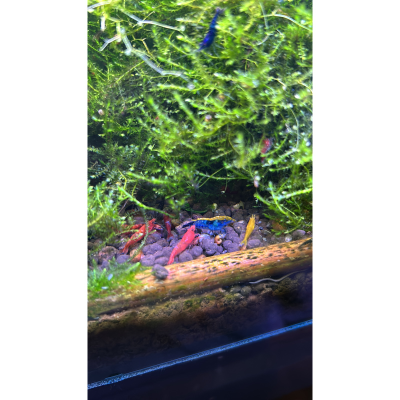 Skittles x25 Neocaridina, mixed colours £20
