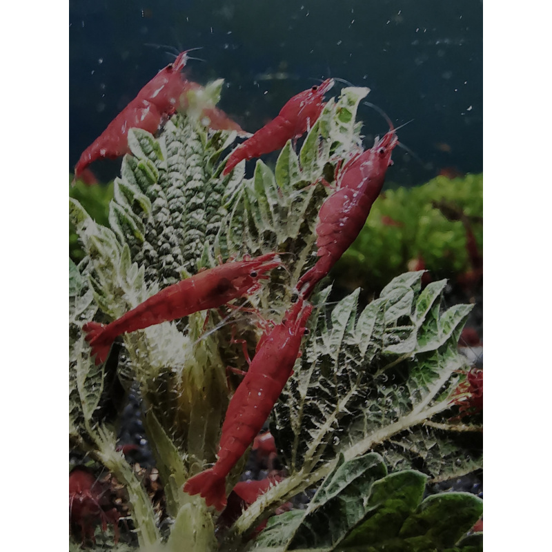 50 X Red Cherry Neocaridina Freshwater aquarium shrimp Size approx 1.5 - 2.0 PLUS 10 SHRIMPS FREE ( DOA)