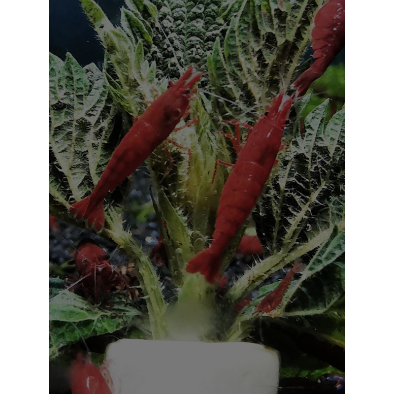 5 X Red Cherry Neocaridina Solid red color Freshwater aquarium shrimp Size approx 1.5 - 2.0