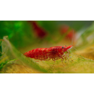 Medium / Low grade Red Cherry Shrimp Neocaridina