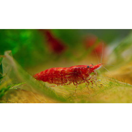Medium / Low grade Red Cherry Shrimp Neocaridina