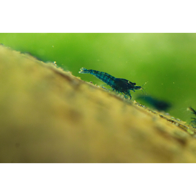 10 Neocaridina Blue Diamond Shrimp – UK Bred – Hardy Healthy Stock
