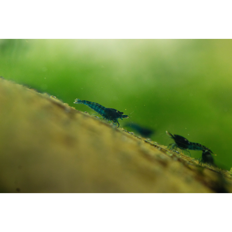 10 Neocaridina Blue Diamond Shrimp – UK Bred – Hardy Healthy Stock