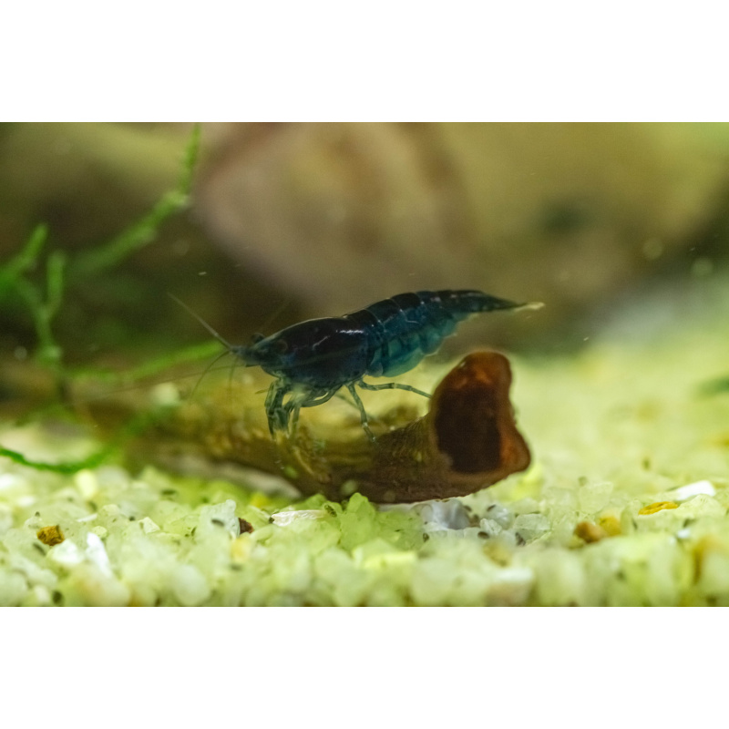 10 Neocaridina Blue Diamond Shrimp – UK Bred – Hardy Healthy Stock