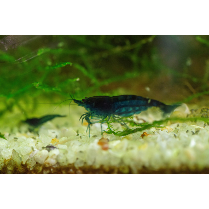 10 Neocaridina Blue Diamond Shrimp – UK Bred – Hardy Healthy Stock