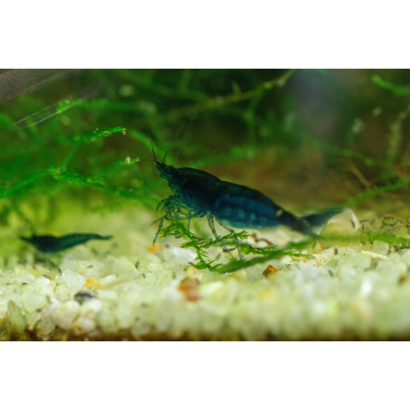 10 Neocaridina Blue Diamond Shrimp – UK Bred – Hardy Healthy Stock