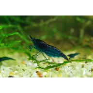 Neocaridina Blue Diamond Shrimp – UK Bred – Hardy Healthy Stock £1.70 each