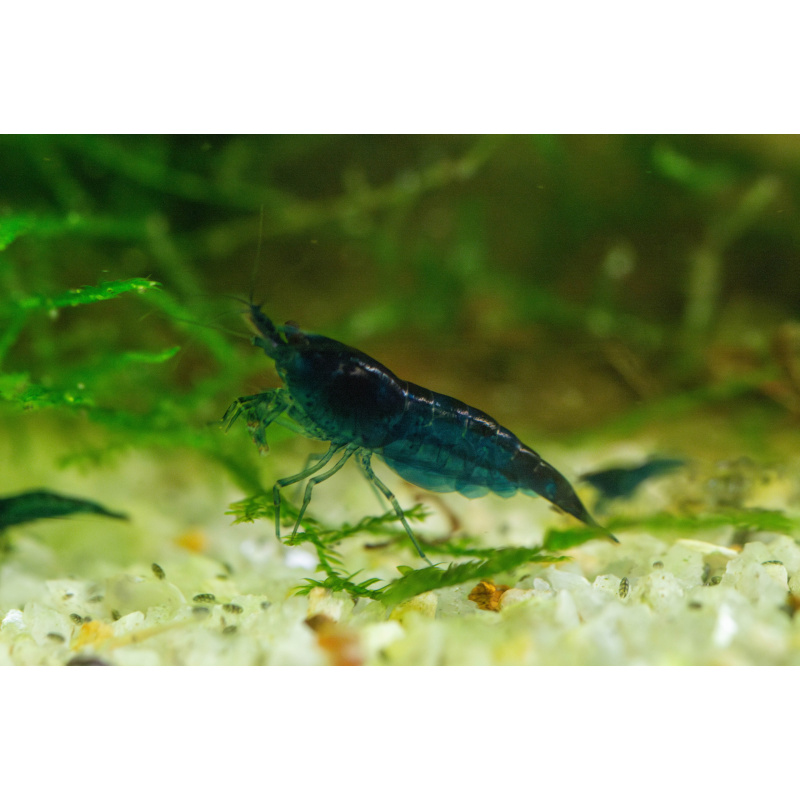 10 Neocaridina Blue Diamond Shrimp – UK Bred – Hardy Healthy Stock