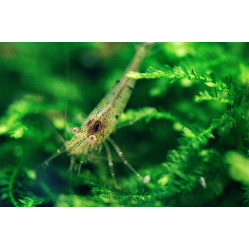 10 + 2 Wild Type Neocaridina Shrimp – UK Bred – Hardy Healthy Stock