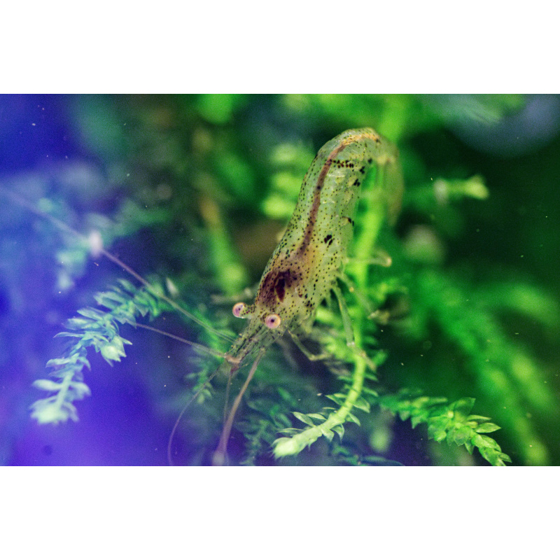 10 + 2 Wild Type Neocaridina Shrimp – UK Bred – Hardy Healthy Stock
