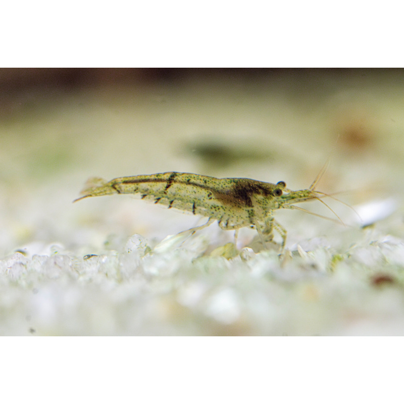 10 + 2 Wild Type Neocaridina Shrimp – UK Bred – Hardy Healthy Stock