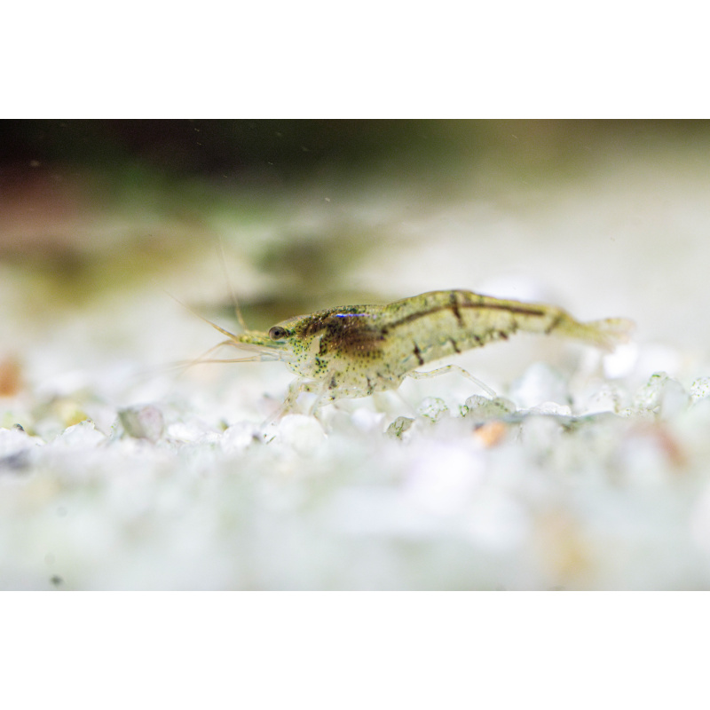10 + 2 Wild Type Neocaridina Shrimp – UK Bred – Hardy Healthy Stock