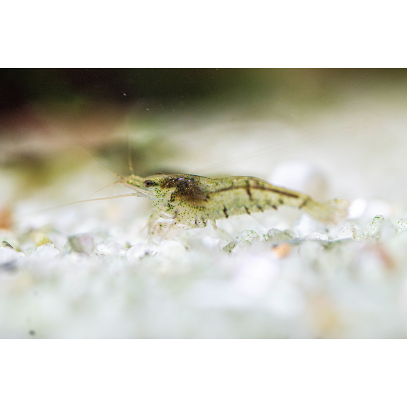 10 + 2 Wild Type Neocaridina Shrimp – UK Bred – Hardy Healthy Stock