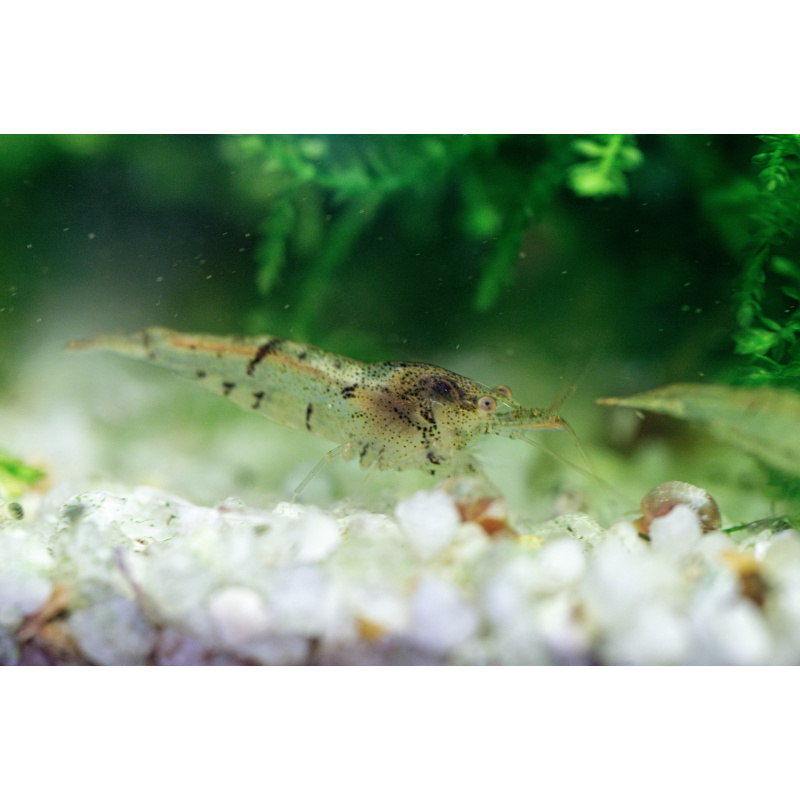 10 + 2 Wild Type Neocaridina Shrimp – UK Bred – Hardy Healthy Stock
