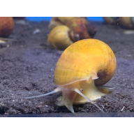 Giant Golden Apple Snails, 5 for 10 GBP