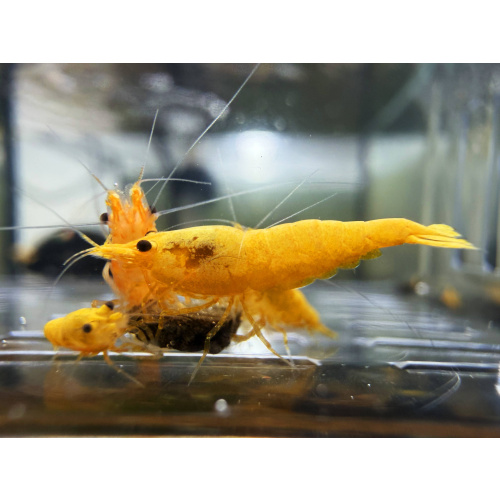 Gold Rush Neocaridina 10+1