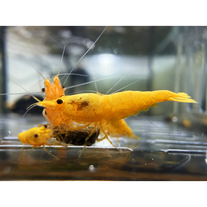 Gold Rush Neocaridina 10+1