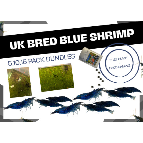 UK-Bred Blue Dream / Blue Velvet Shrimp – 10 Pack | UK Home-Bred | Free Plants + Food Sample