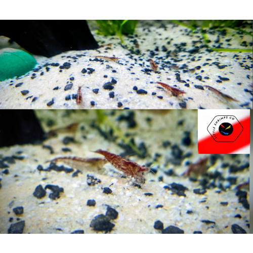 20+2 Red Cull Neocaridina Shrimps