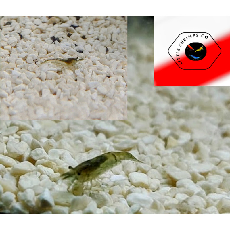 30+3 Clear Sakura Neocaridina Shrimp