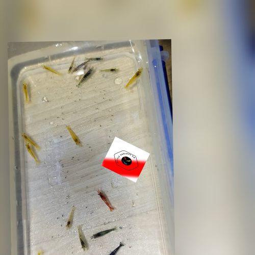 Mix of 18+2 beautiful mixed-coloured cherry and wild shrimp