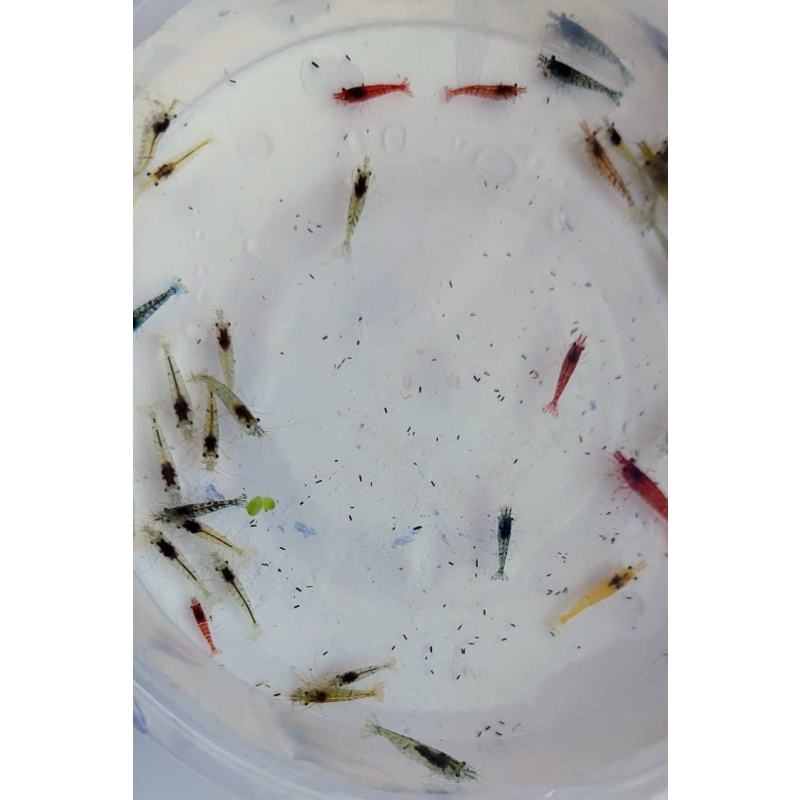 43 + 2-Assorted Clear Sakura Neocaridina Shrimp – Mixed Colours