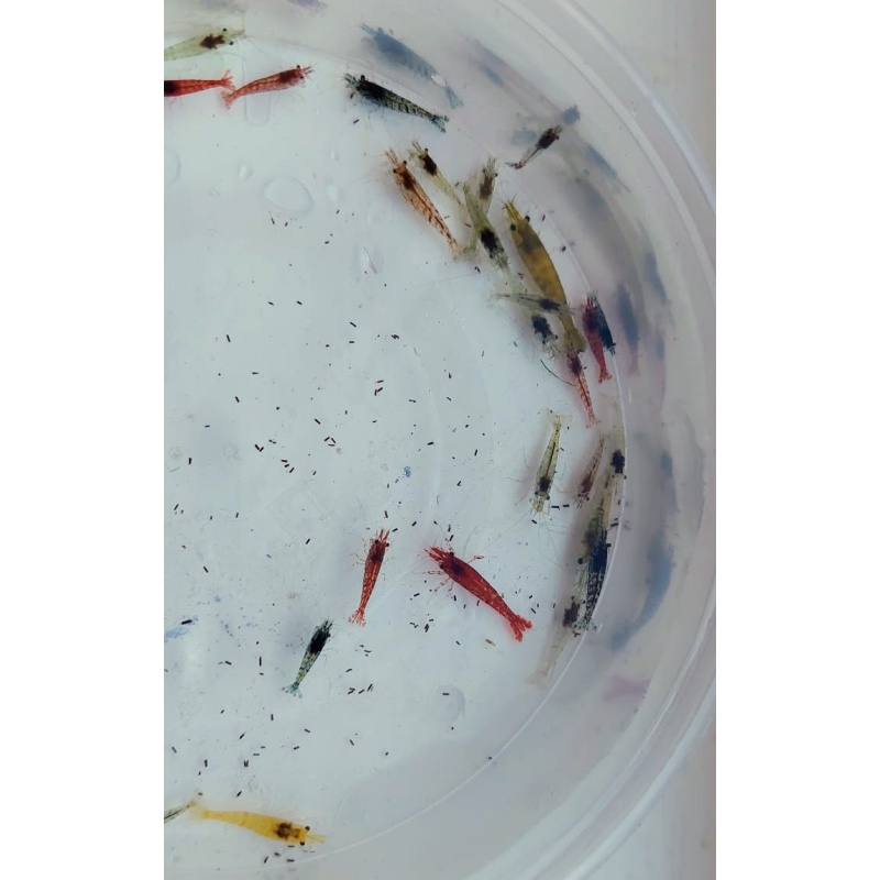 43 + 2-Assorted Clear Sakura Neocaridina Shrimp – Mixed Colours