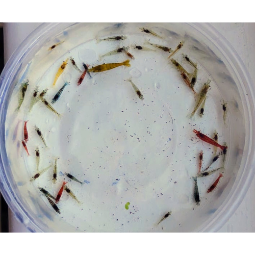 43 + 2-Assorted Clear Sakura Neocaridina Shrimp – Mixed Colours