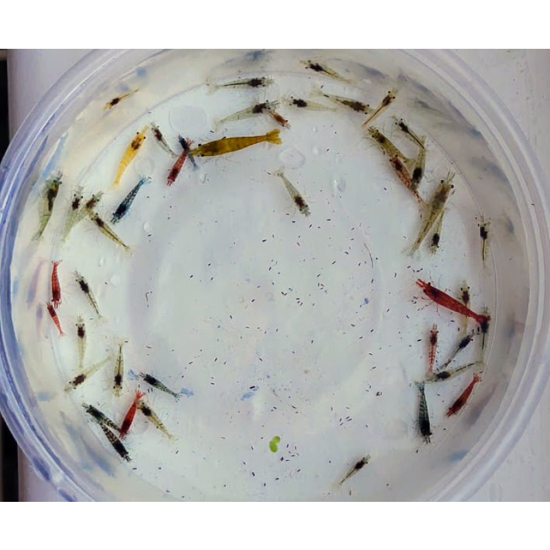 43 + 2-Assorted Clear Sakura Neocaridina Shrimp – Mixed Colours