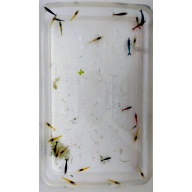 Mix of 27+2 beautiful mixed-coloured cherry shrimp