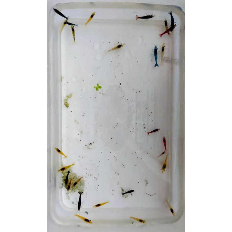 Mix of 27+2 beautiful mixed-coloured cherry shrimp