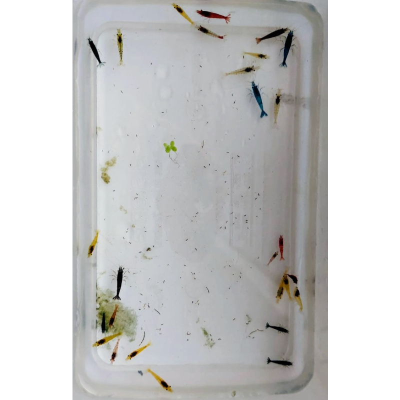 Mix of 27+2 beautiful mixed-coloured cherry shrimp