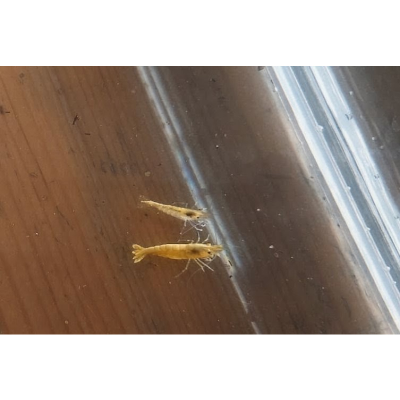 Mix of 20+5 beautiful Yellow Golden Back Shrimp