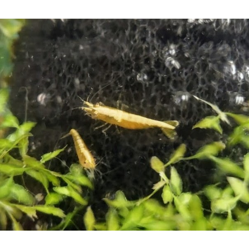 Mix of 20+5 beautiful Yellow Golden Back Shrimp
