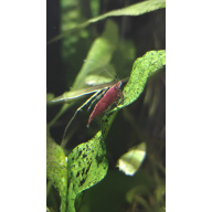Healthy red cherry shrimp x 10 in W3, Acton