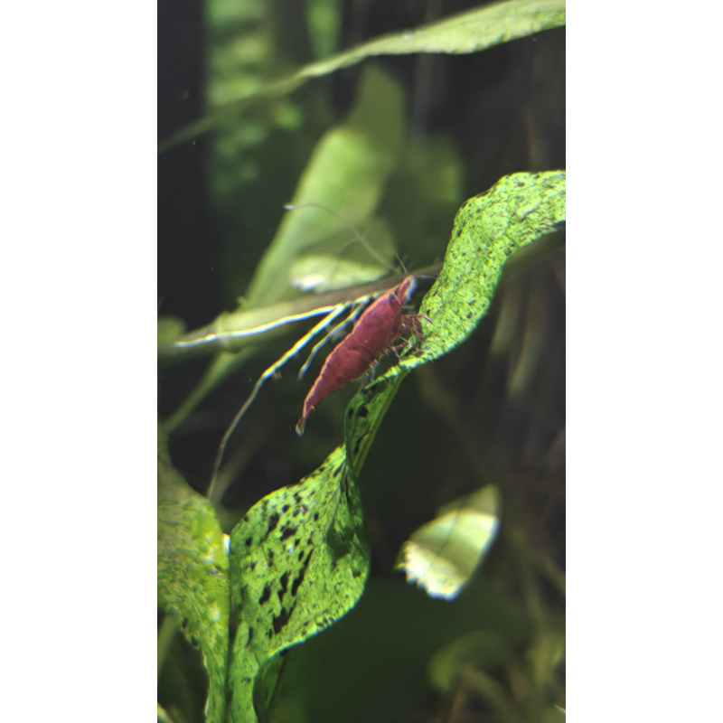 Healthy red cherry shrimp x 10 in W3, Acton
