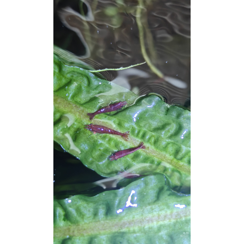 Healthy red cherry shrimp x 10 in W3, Acton