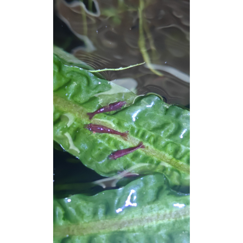 Healthy red cherry shrimp x 10 in W3, Acton