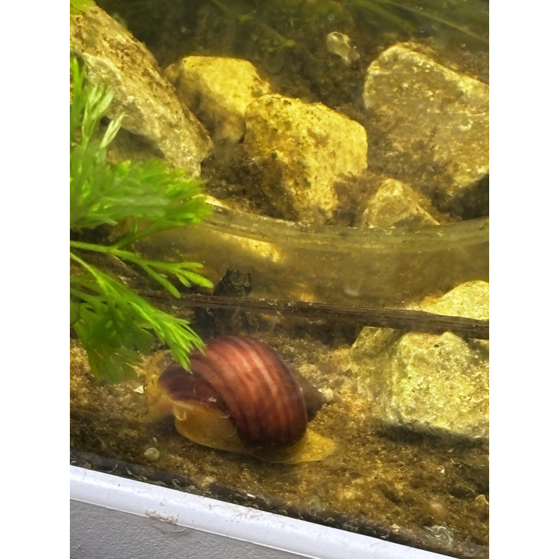 Magenta Mystery Snails