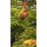 Magenta Mystery Snails