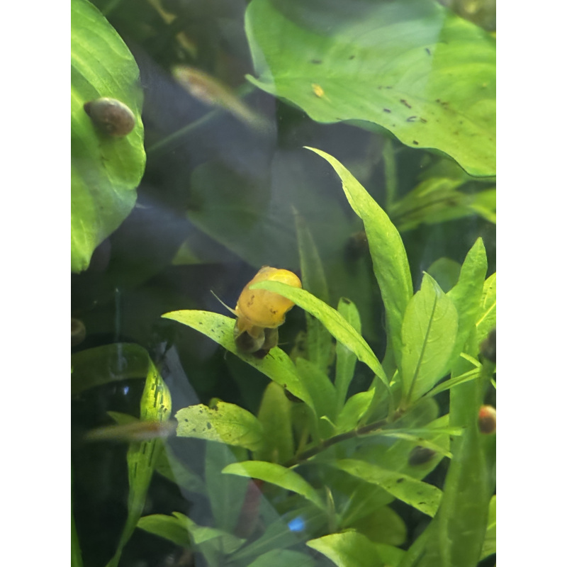 Yellow Mystery Snails