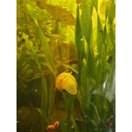 Yellow Mystery Snails