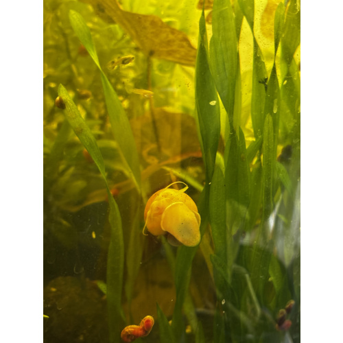 Yellow Mystery Snails